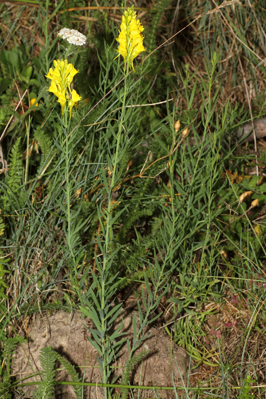 Linaria angustissima / Linajola italica